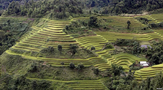 Những thửa ruộng bậc thang sắp bước vào mùa thu hoạch tại Hoàng Su Phì, Hà Giang, Việt Nam.