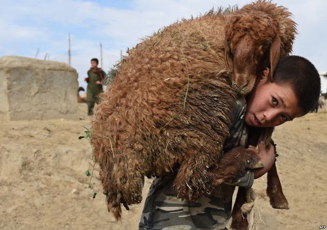 Cậu bé vác cừu trên vai tại một khu chợ bán gia súc trước lễ hội Eid al-Adha của đạo Hồi ở Kabul, Afghanistan.