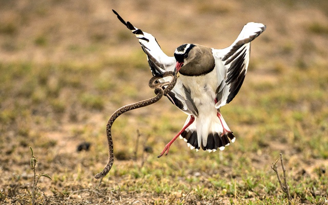 Chim te te tấn công một con rắn định ăn trộm trứng trong tổ của nó tại vườn quốc gia Kruger, Nam Phi.