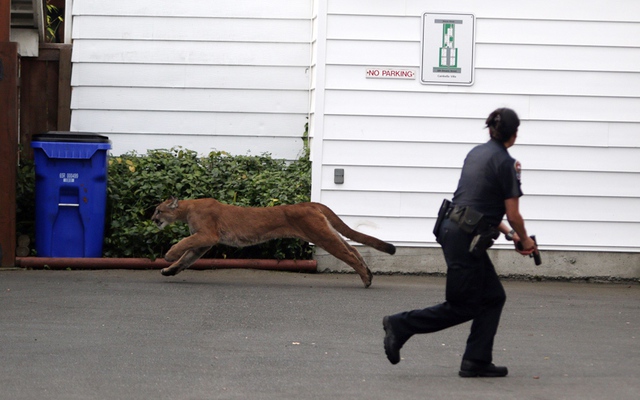 Cảnh sát rút súng phòng vệ khi một con báo sư tử chạy qua cô trên đường phố ở Victoria, British Columbia, Canada.