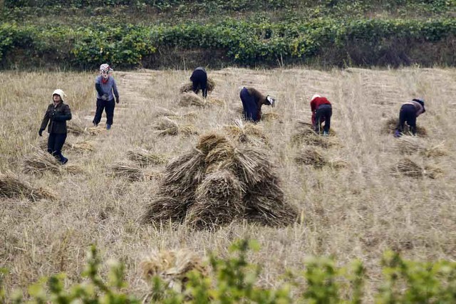 
Nông dân Triều Tiên vẫn hăng say làm việc trên cánh đồng ở ngoại ô Bình Nhưỡng ngày 8.10.
