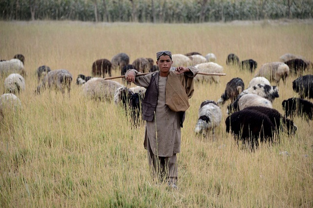 Cậu bé chăn cừu trên đồng cỏ ở Kandahar, Afghanistan.