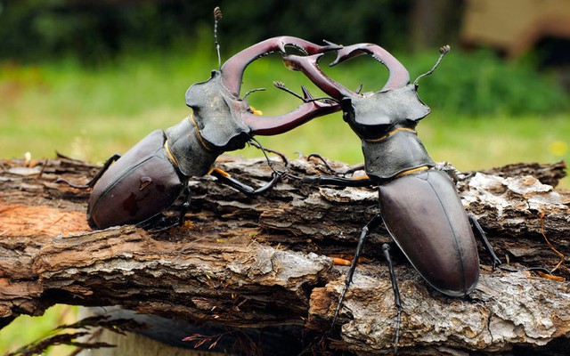 Nhiếp ảnh gia Stefan Meyers ghi lại được cảnh tượng hai con bọ cánh cứng quyết chiến ác liệt trên thân cây khô ở Niederlausitzer, Đức.