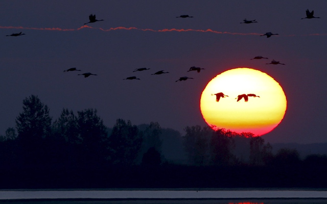 Đàn sếu bay qua mặt trời đang lặn ở Hortobagy, Hungary.