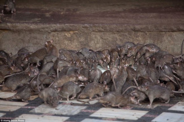 
Một câu chuyện thứ nhất kể rằng tất cả trẻ em sinh ra từng là chuột trong khi câu chuyện khác cho rằng 20.000 con chuột trong ngôi đền sẽ trở thành những binh sĩ.
