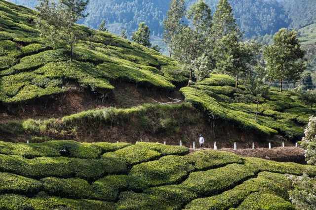 Người đàn ông đi trên cánh đồng trà xanh mướt tại thung lũng Munnar ở Kerala, Ấn Độ.
