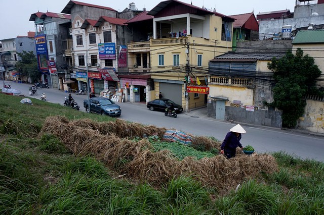 Tăng gia, nuôi gà, trồng rau, đê điều