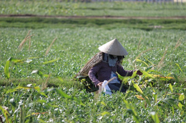 thần hộ vệ, người nông dân, chống chọi, nắng thiêu đốt, Hà Tĩnh