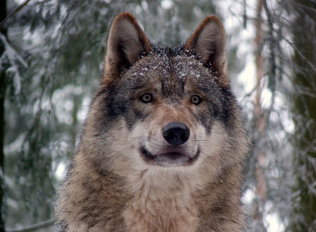 gray wolf