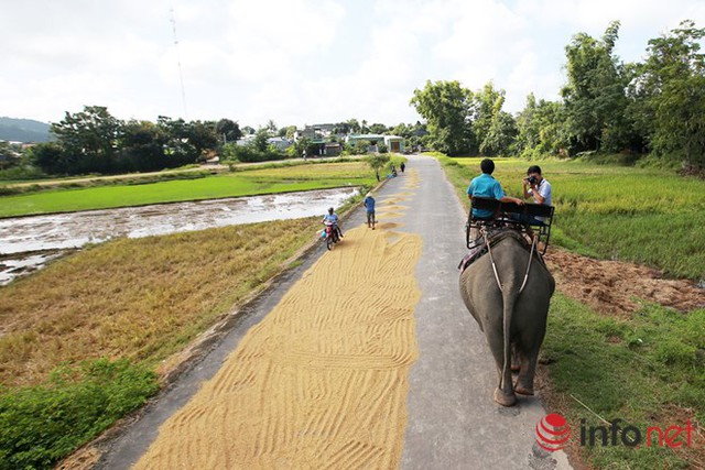 
Cưỡi voi đi dọc đường làng MNông. Khung cảng làng quê êm đềm được nhìn ngắm từ trên lưng voi là trải nghiệm vô cùng thú vị
