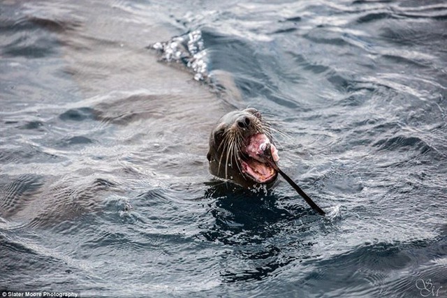 
Sư tử biển no nê sau khi xơi tái chú cá mập. (Nguồn: Daily Mail)
