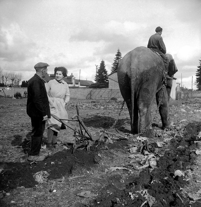 Chú voi cày ruộng năm 1941.