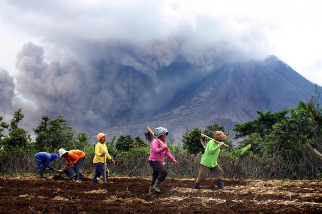 Người dân làm việc trên cánh đồng Karo, Indonesia, khi núi lửa Sinabung đang phun trào tro bụi phía sau họ.