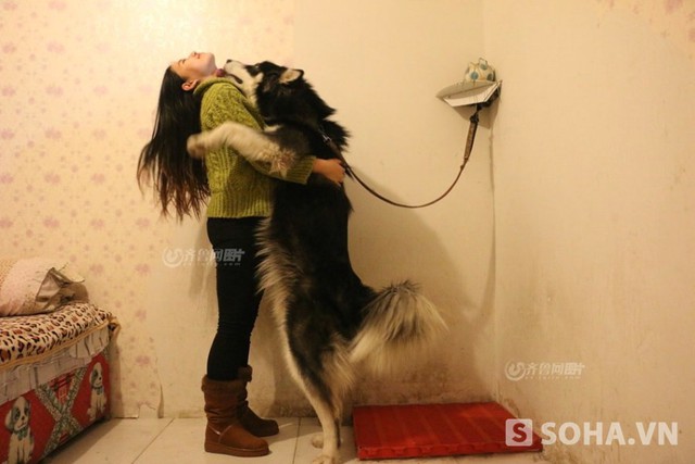 Cô gái rất thích nuôi chó và coi chú chó này như một người bạn tâm giao.