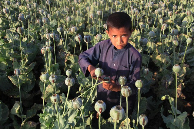 Một cậu bé chiết xuất thuốc phiện thô từ quả cây anh túc trên cánh đồng ở Jalalabad, Afghanistan.