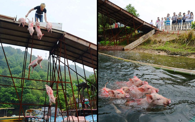 Những du khách và người dân ở tỉnh Hồ Nam, Trung Quốc đã cảm thấy vô cùng ngạc nhiên và thích thú khi tận mắt chứng kiến màn bơi lội của các chú lợn.