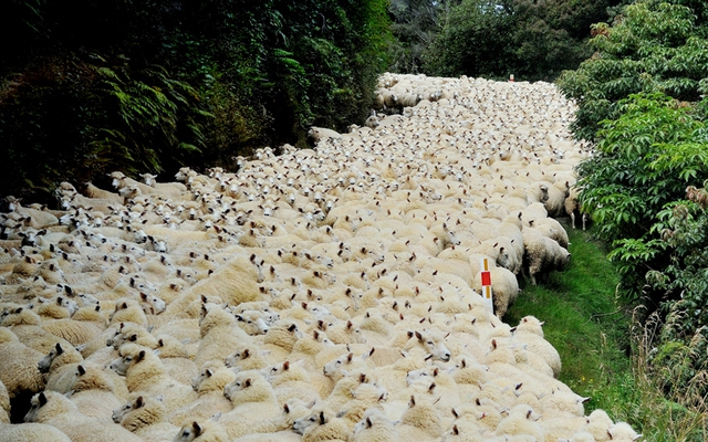 Khoảng 1.600 con cừu gây tắc nghẽn một đoạn đường dài gần 1km ở Dunedin, New Zealand.