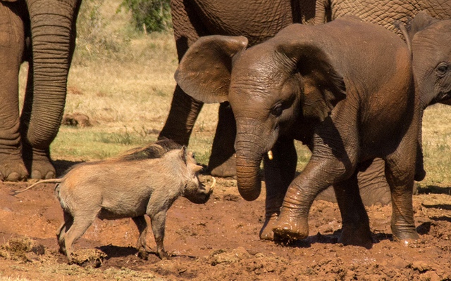 Lợn lòi đối đầu với một chú voi con cạnh hố nước trong vườn quốc gia Addo, Nam Phi.