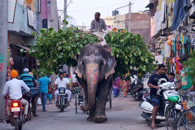 Người quản tượng sử dụng voi để vận chuyển lá trên đường phố ở Amritsar, Ấn Độ.