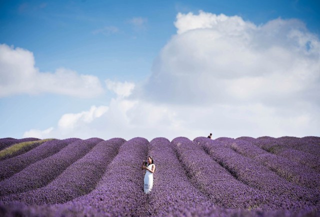 Du khách ngắm và chụp ảnh cánh đồng hoa oải hương đang nở rộ ở Hitchin, Anh.