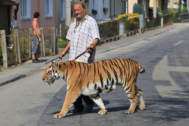 Một người huấn luyện động vật trong rạp xiếc dắt hổ đi trên đường ở Letovice, CH Czech.