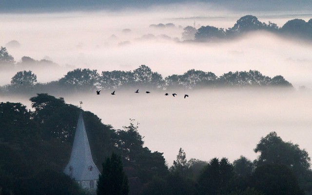 Đàn chim bay trong sương sớm tại thị trấn Arundel, Tây Sussex, Anh.
