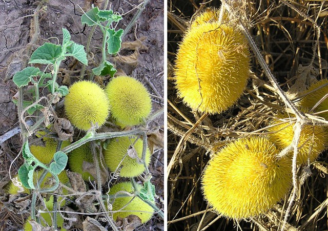 Quả dưa chuột lông Cucumis Dipsaceus khi chưa chín có màu xanh và chuyển vàng khi đã chín.