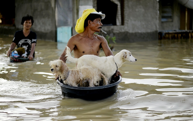 Người đàn ông sơ tán vật nuôi của mình khỏi nhà bị ngập trong nước lũ tại huyện Calumpit, tỉnh Bulacan, Philippines.