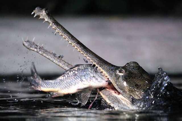 Cận cảnh cá sấu con đang ăn thịt một con cá chép trong vườn thú ở thành phố Prague, CH Czech.