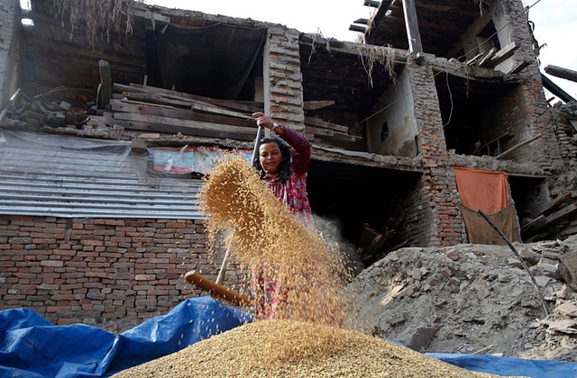 Người nông dân phơi thóc trước khi mang ra chợ bán tại thành phố Kathmandu, Nepal.