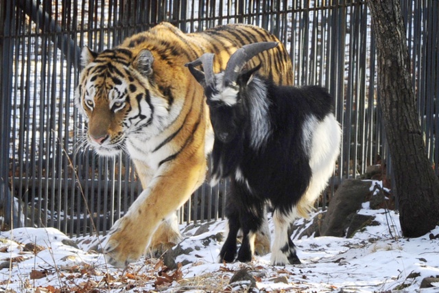 Hổ Siberia làm bạn cùng dê trong một công viên động vật hoang dã ở Shkotovo, Nga.