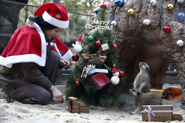 Nữ nhân viên chơi đùa với chồn đất trong dịp lễ Giáng sinh tại một công viên giải trí ở Yongin, Hàn Quốc.