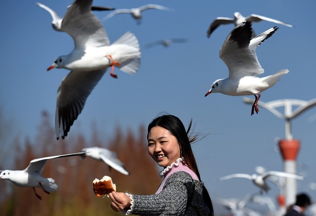 Khách du lịch cho chim mòng biển đầu đen ăn bánh mì tại hồ Điền Trì, thành phố Côn Minh, Trung Quốc.