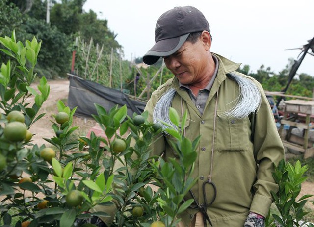 Ông Lê Thế Hùng, một người trồng quất nhiều năm, cho biết, dù thời tiết thuận lợi nhưng rất nhiều vườn quất cũng phải đợi đến lần ra hoa thứ 3 mới được. Đặc biệt chất lượng thuốc trừ sâu cũng rất quan trọng, nếu dùng phải thuốc giả coi như mất trắng.