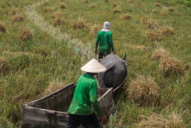 Những cánh đồng ở khu vực cao hơn đỡ bị ảnh hưởng nước biển dâng hơn, nhưng thời tiết nắng nóng, ít mưa cũng ảnh hưởng tới sản lượng.