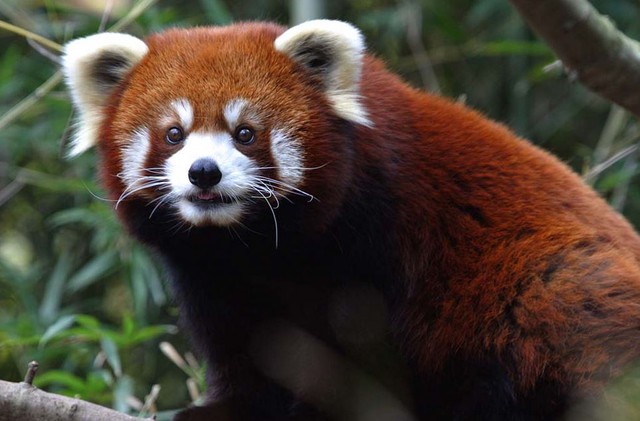 red panda