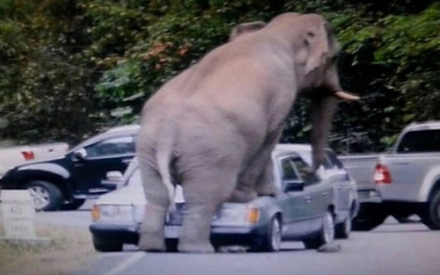Một con voi 8 năm tuổi tấn công ô tô trong vườn quốc gia Khao Yai, Thái Lan.