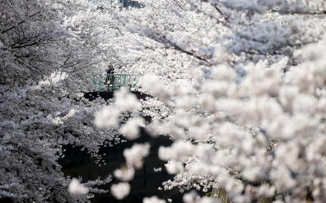 Người đàn ông chụp ảnh hoa anh đào nở rộ tại Tokyo, Nhật Bản.