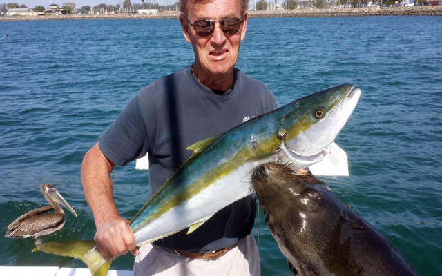 Cảnh tượng sư tử biển lao khỏi mặt nước để cướp cá của một ngư dân tại vịnh Mission ở San Diego, Mỹ.