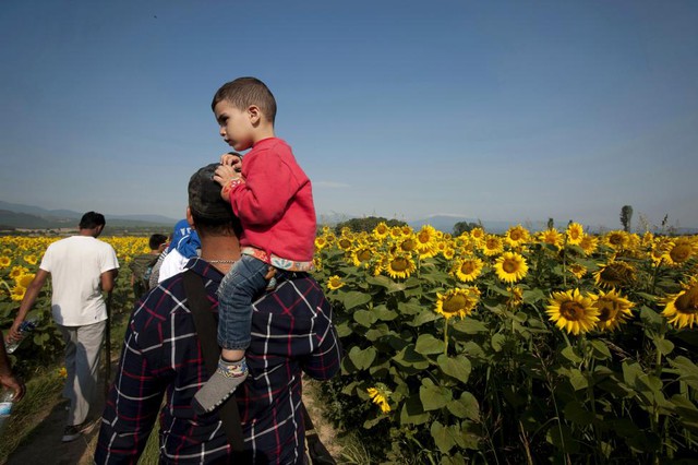 Người tị nạn Syrian đi qua cánh đồng hoa hướng dương gần ngôi làng Idomeni, Hi Lạp.