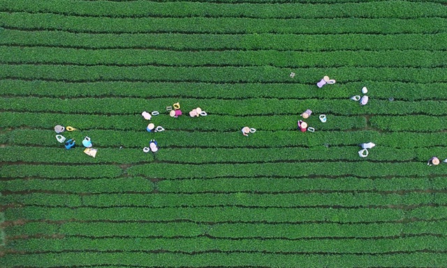 Nông dân thu hoạch lá trà trên cánh đồng ở tỉnh Tứ Xuyên, Trung Quốc.