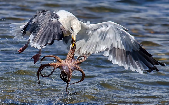 Chim mòng biển đói đối mặt sự chống trả quyết liệt từ bạch tuộc tại khu bảo tồn Bolsa Chica ở bang California, Mỹ.
