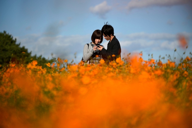 Cặp tình nhân trẻ đứng xem ảnh vừa chụp giữa cánh đồng hoa cúc vạn thọ ở Hitachinaka, Ibaraki, Nhật Bản.