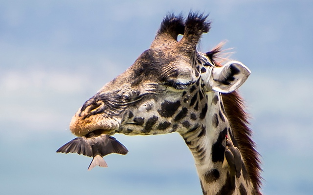 Chim oxpecker làm vệ sinh răng miệng cho một con hươu cao cổ trong khu bảo tồn động vật hoang dã Ngorongoro ở Tanzania.