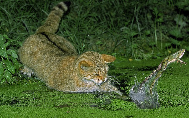 Nhiếp ảnh gia Gerard Lacz ghi lại cảnh tượng mèo hoang vồ trượt ếch dưới hồ nước ở Normandy, Pháp.