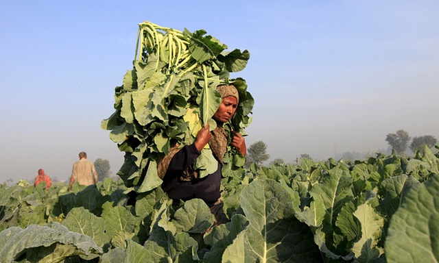 Nông dân thu hoạch súp lơ trên cánh đồng ở Faisalabad, Pakistan.