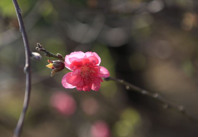 Hoa đào nở sớm ở Nhật Tân