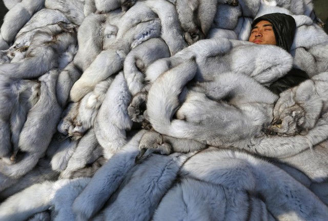 
Người đàn ông ngủ giữa đống lông cáo tại khu chợ lông thú ở thị trấn Chongfu.
