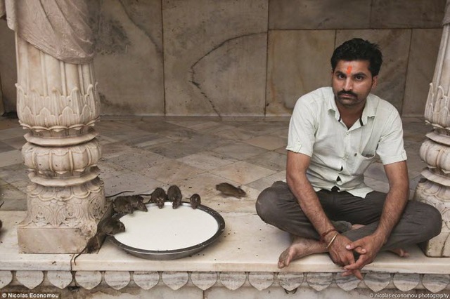 
Một tín đồ đạo Hindu cho chuột ăn ở ngoài hiên của ngôi đền.
