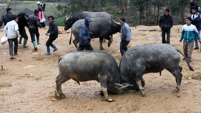 Chợ trâu, chợ phiên, Cán Cấu, tây bắc